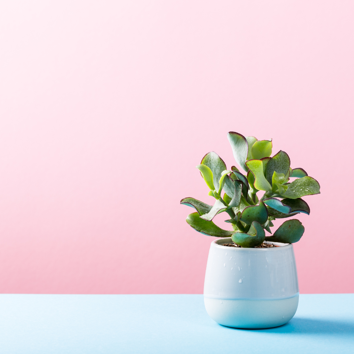 Planters