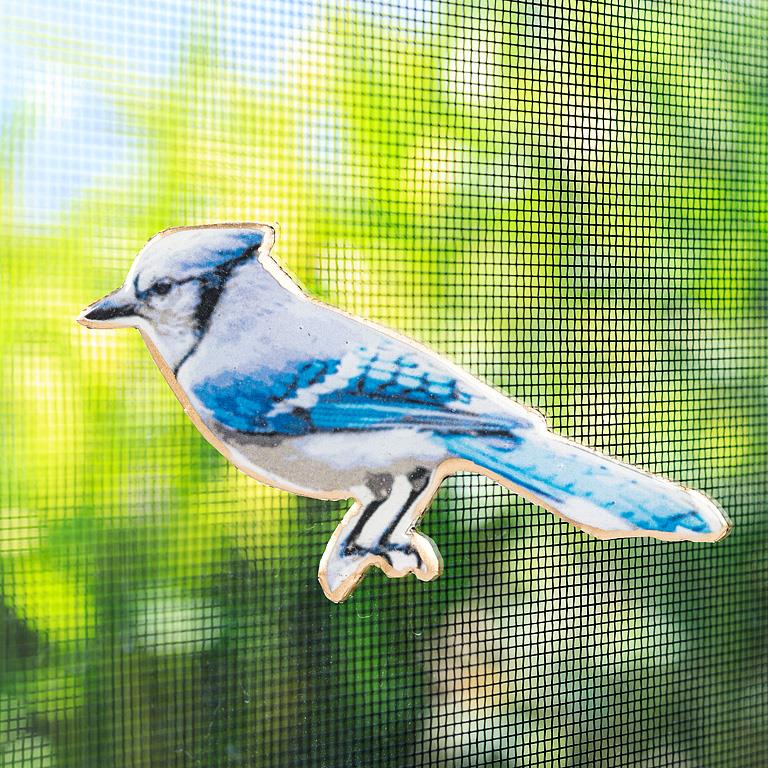 Blue Jay Two-Sided Magnet