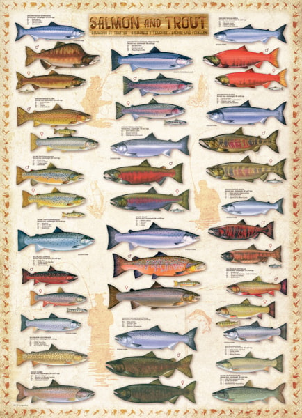 Salmon & Trout, 1000 Piece Puzzle