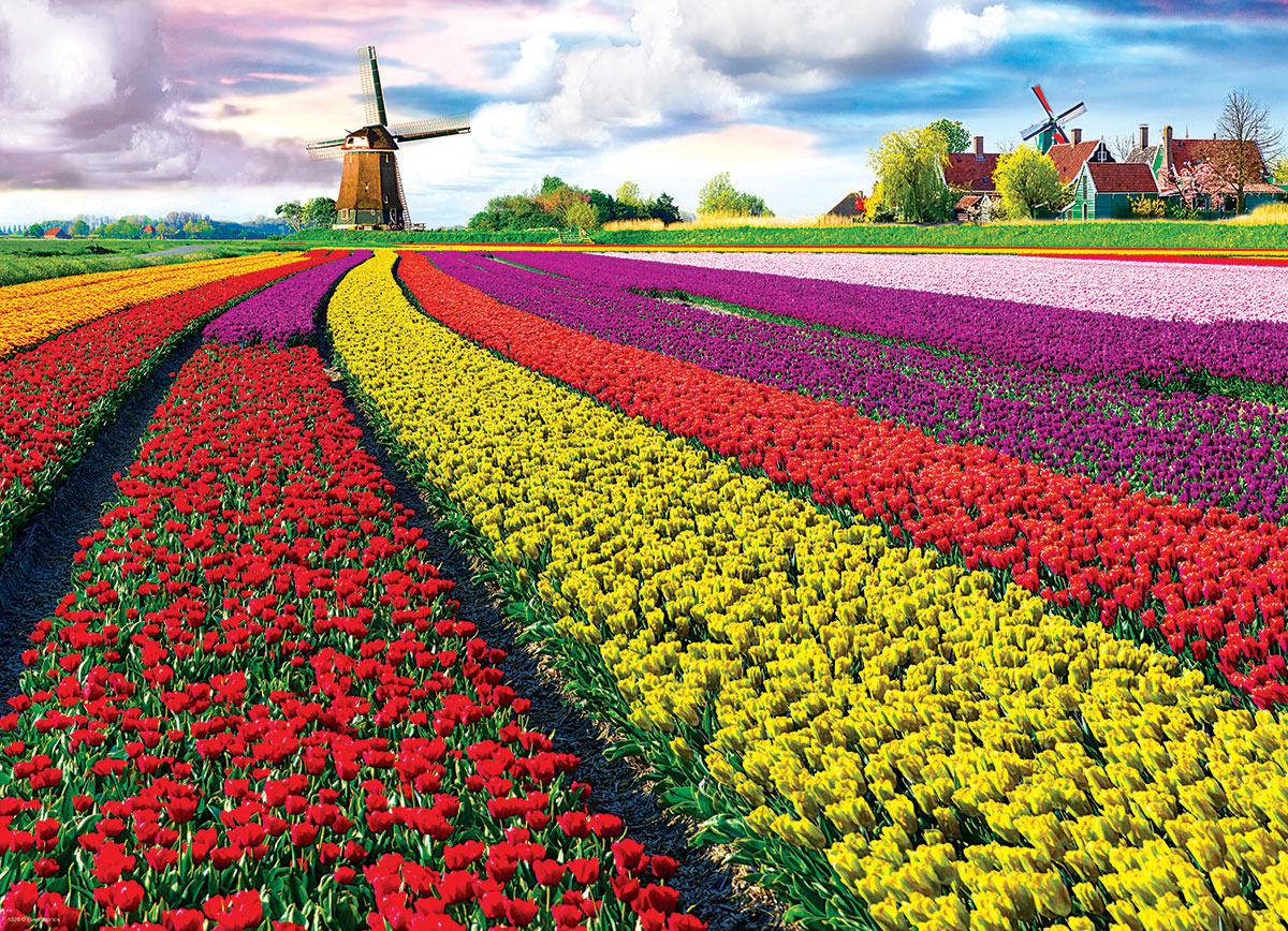 Netherlands Tulip Field, 1000 Piece Puzzle